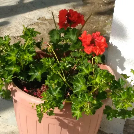 Apartman Mara * Šestanovac